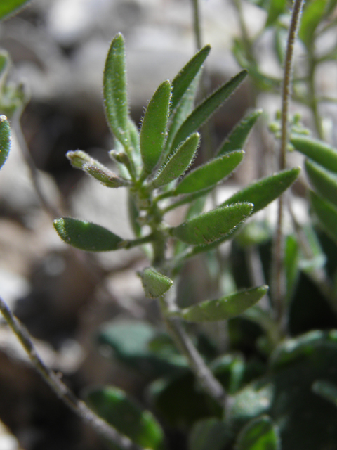 Draba cuneifolia (Wedgeleaf draba) #85875