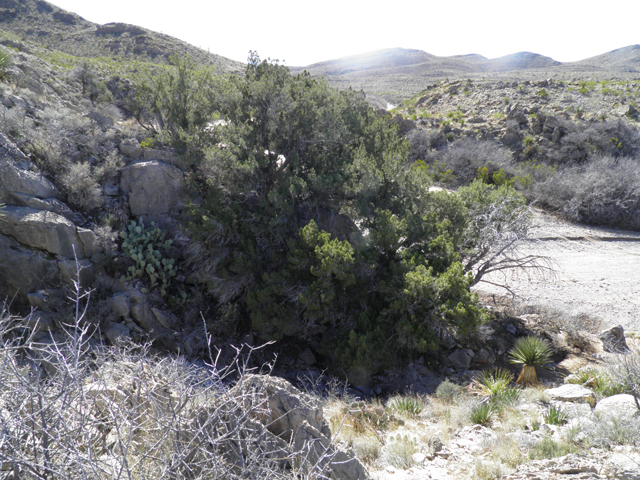 Juniperus pinchotii (Pinchot's juniper) #85921