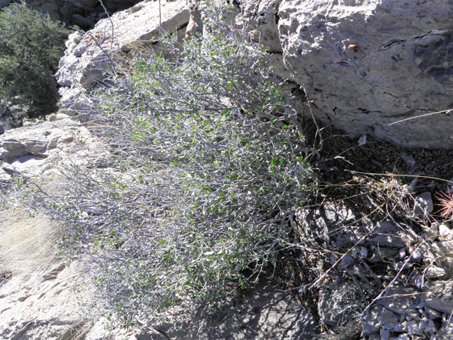 Bernardia obovata (Desert myrtlecroton) #85934