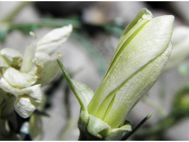 Mentzelia multiflora var. longiloba (Adonis blazingstar) #85961