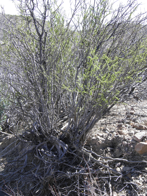 Forestiera angustifolia (Narrow-leaf forestiera) #85969