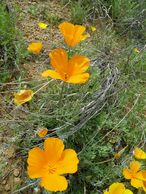Eschscholzia californica ssp. mexicana (Mexican gold poppy) #86071