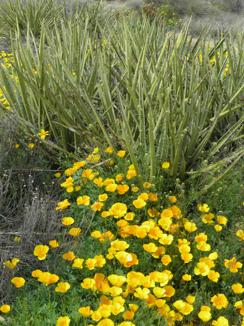 Eschscholzia californica ssp. mexicana (Mexican gold poppy) #86077