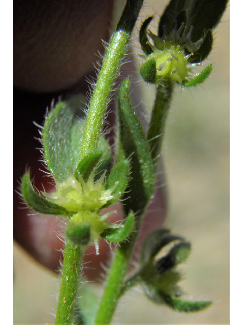 Lappula occidentalis var. occidentalis (Flatspine stickseed) #86137