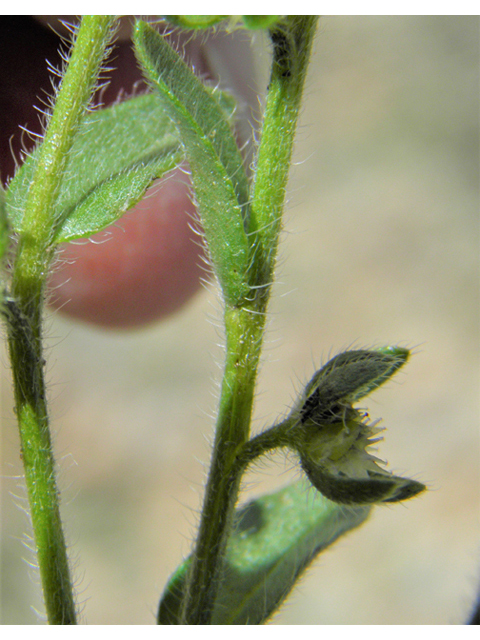Lappula occidentalis var. occidentalis (Flatspine stickseed) #86138