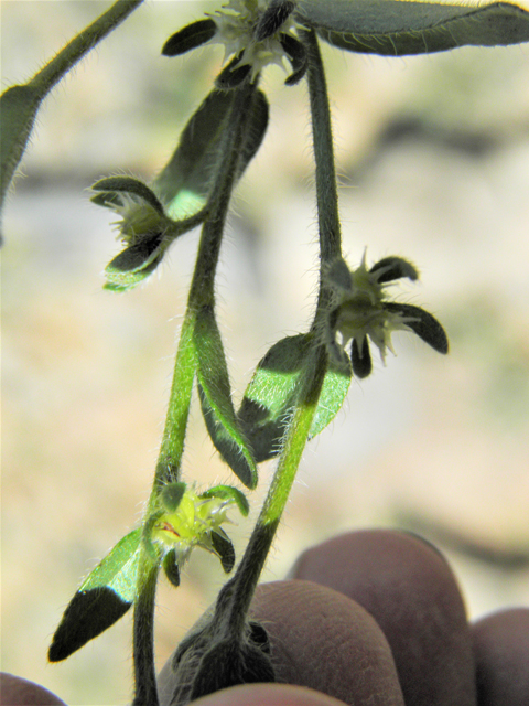 Lappula occidentalis var. occidentalis (Flatspine stickseed) #86139