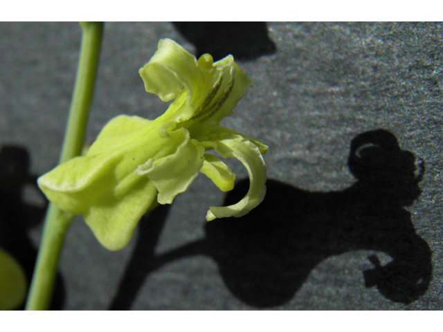 Streptanthus carinatus ssp. arizonicus (Arizona jewelflower) #86168