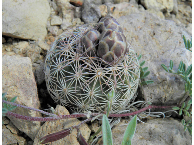 Echinomastus intertextus (White fishhook cactus) #86201