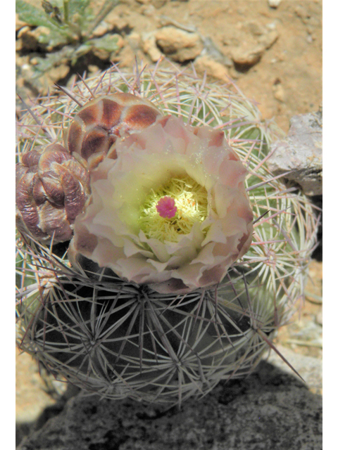 Echinomastus intertextus (White fishhook cactus) #86203