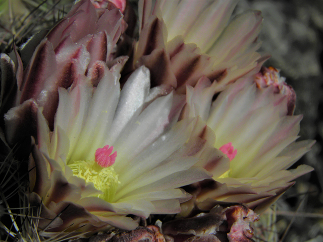 Echinomastus intertextus var. dasyacanthus (White fishhook cactus) #86206