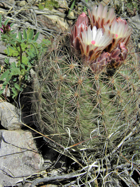 Echinomastus intertextus var. dasyacanthus (White fishhook cactus) #86207