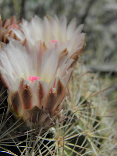 Echinomastus intertextus var. dasyacanthus (White fishhook cactus) #86209