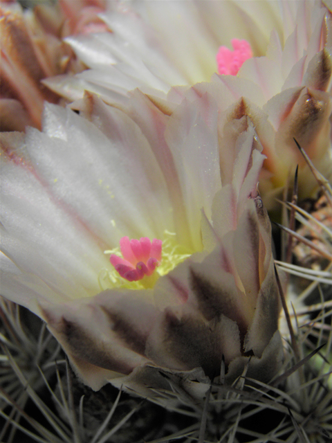 Echinomastus intertextus var. dasyacanthus (White fishhook cactus) #86210