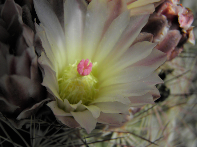 Echinomastus intertextus var. dasyacanthus (White fishhook cactus) #86212
