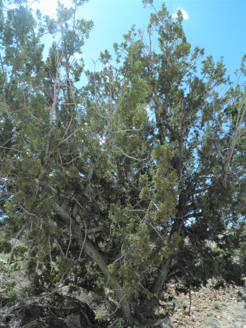 Juniperus monosperma (Oneseed juniper) #86216