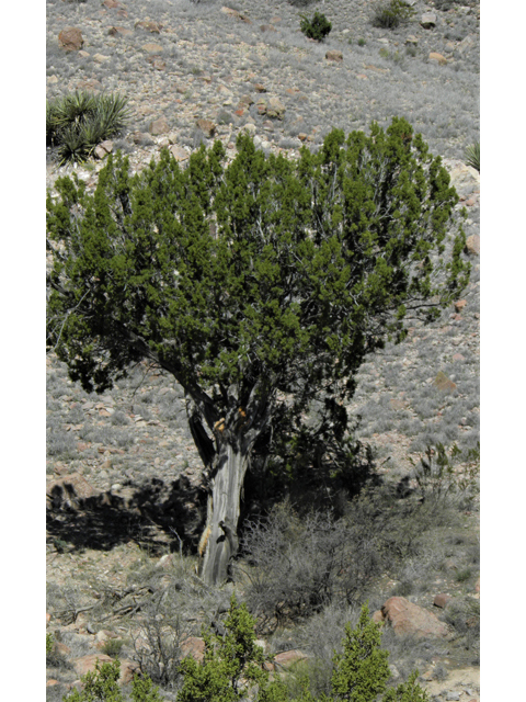Juniperus monosperma (Oneseed juniper) #86218