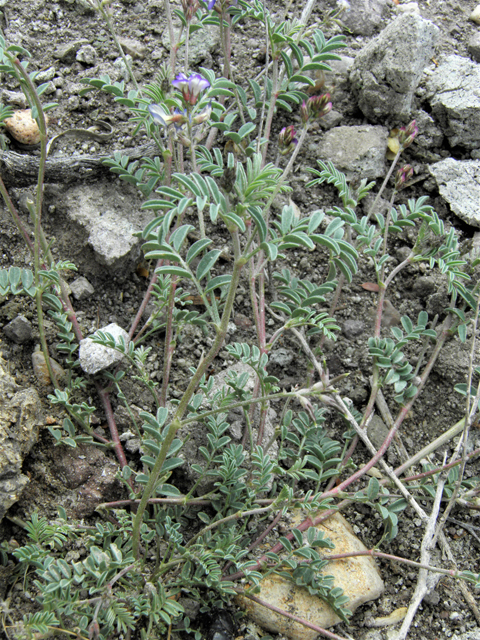 Astragalus emoryanus (Emory's milkvetch) #86238