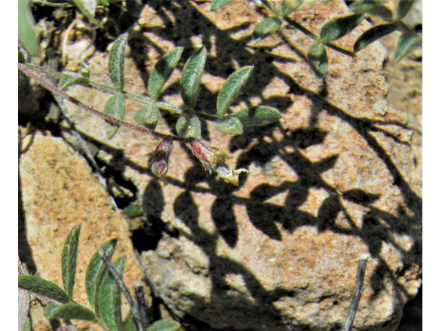 Astragalus nuttallianus var. austrinus (Smallflowered milkvetch) #86252