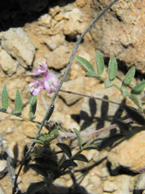 Astragalus nuttallianus var. austrinus (Smallflowered milkvetch) #86253