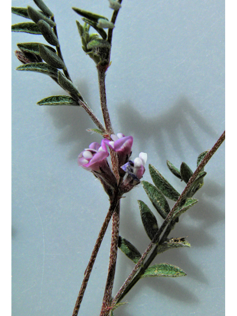 Astragalus nuttallianus var. austrinus (Smallflowered milkvetch) #86255