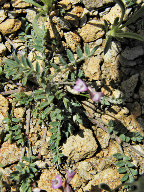 Astragalus nuttallianus var. austrinus (Smallflowered milkvetch) #86256