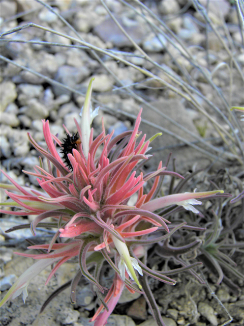 Castilleja sessiliflora (Downy painted cup) #86284