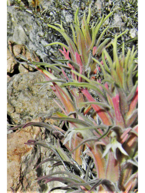 Castilleja sessiliflora (Downy painted cup) #86285