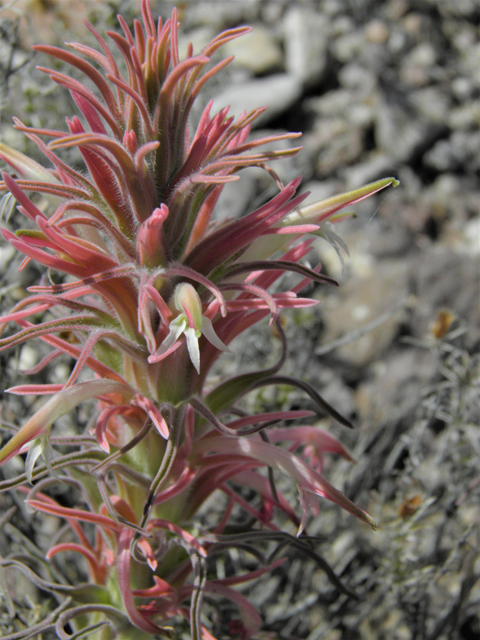 Castilleja sessiliflora (Downy painted cup) #86288