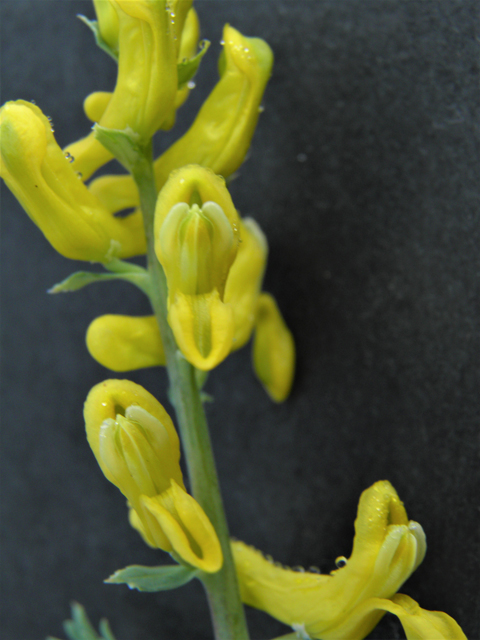 Corydalis curvisiliqua ssp. occidentalis (Curvepod fumewort) #86295