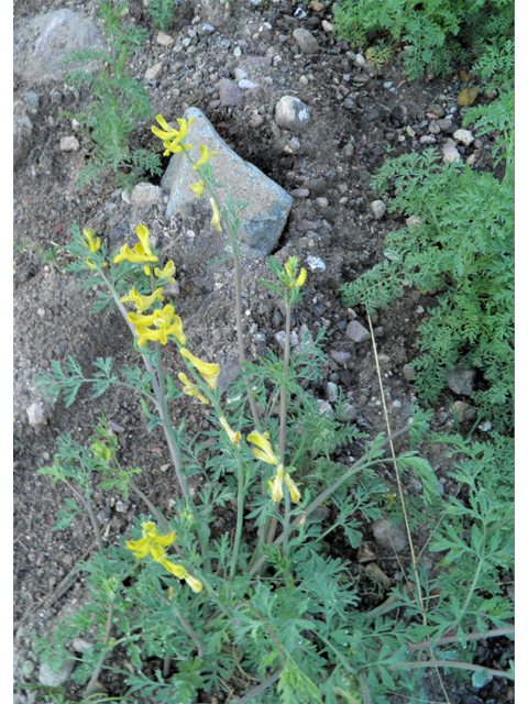 Corydalis curvisiliqua ssp. occidentalis (Curvepod fumewort) #86299