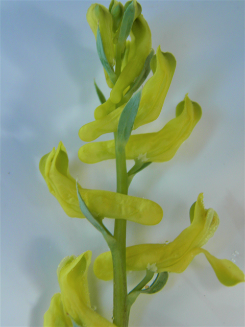 Corydalis curvisiliqua ssp. occidentalis (Curvepod fumewort) #86301