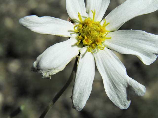 Melampodium leucanthum (Blackfoot daisy) #86395