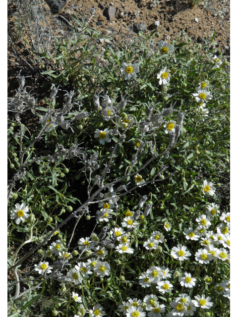 Melampodium leucanthum (Blackfoot daisy) #86398