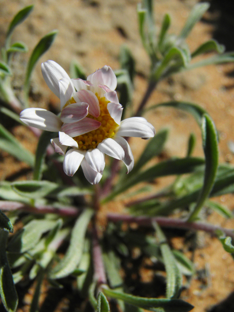 Townsendia annua (Annual townsend daisy) #86418