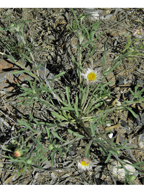 Townsendia annua (Annual townsend daisy) #86422