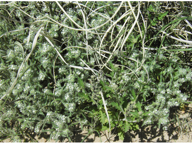 Cryptantha angustifolia (Panamint cryptantha) #86445