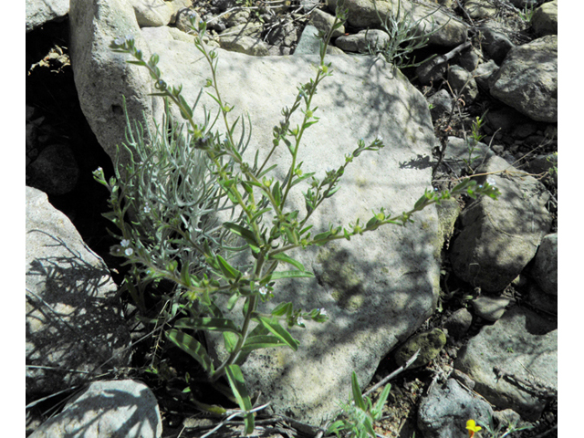Lappula occidentalis (Flatspine stickseed) #86446