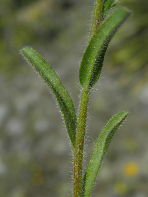 Lappula occidentalis (Flatspine stickseed) #86451