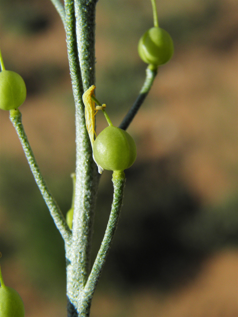Physalis hederifolia var. fendleri (Fendler's groundcherry) #86551
