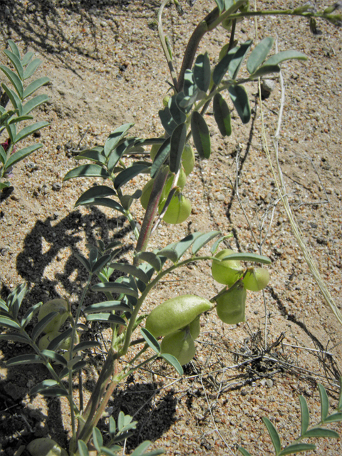 Astragalus allochrous (Halfmoon milkvetch) #86578