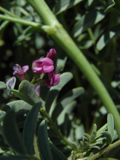 Astragalus allochrous (Halfmoon milkvetch) #86579