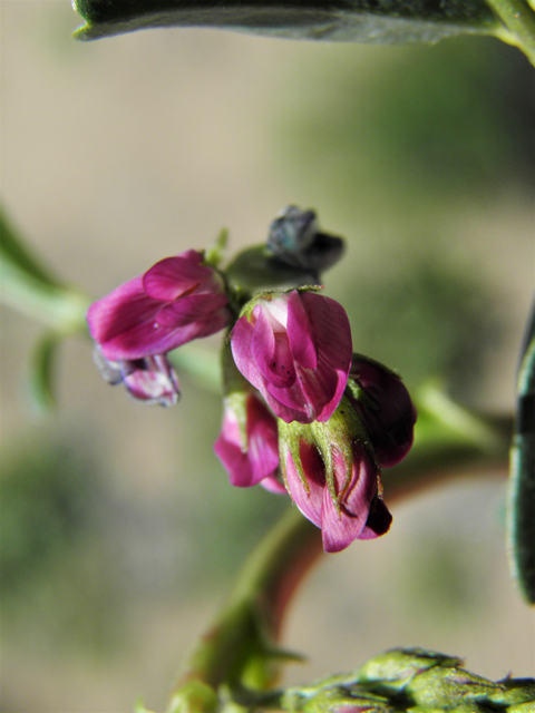 Astragalus allochrous (Halfmoon milkvetch) #86582