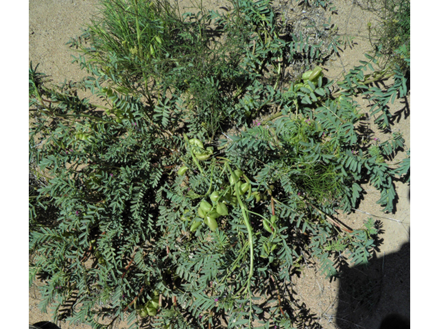 Astragalus allochrous (Halfmoon milkvetch) #86584