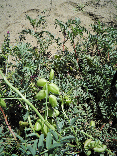 Astragalus allochrous (Halfmoon milkvetch) #86587