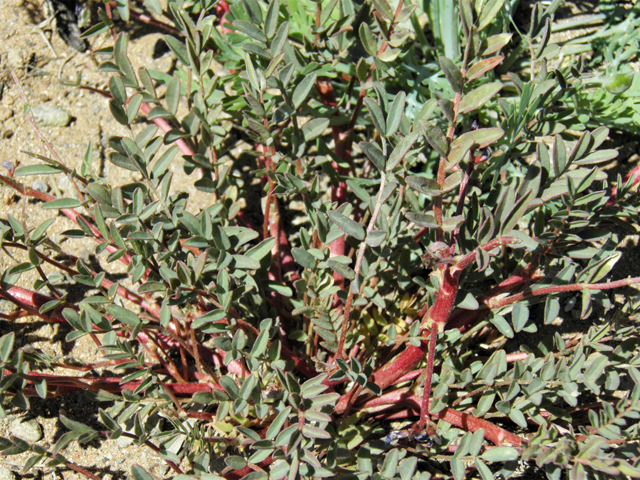 Astragalus humistratus (Groundcover milkvetch) #86598