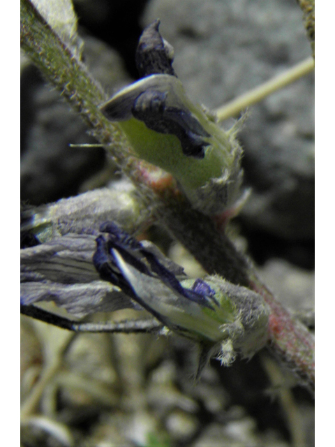 Astragalus tephrodes var. tephrodes (Ashen milkvetch) #86625
