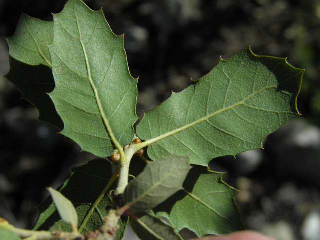 Quercus turbinella (Shrub live oak) #86689