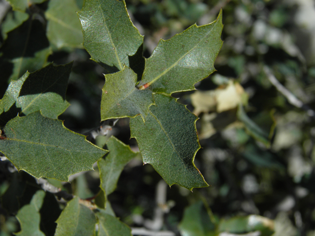 Quercus turbinella (Shrub live oak) #86692