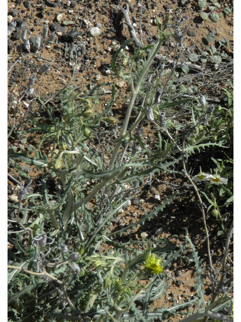 Mentzelia multiflora var. longiloba (Adonis blazingstar) #86702