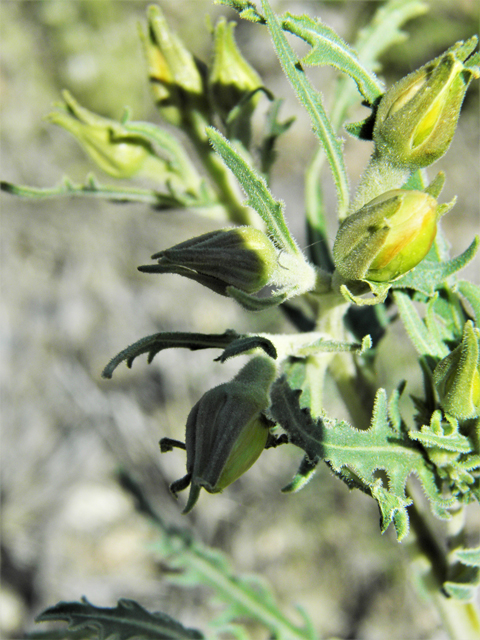 Mentzelia multiflora var. longiloba (Adonis blazingstar) #86703